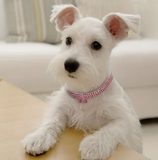 Pink Bling Collar Necklace