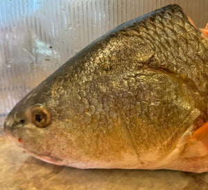 Dehydrated Red Drum Fish Head